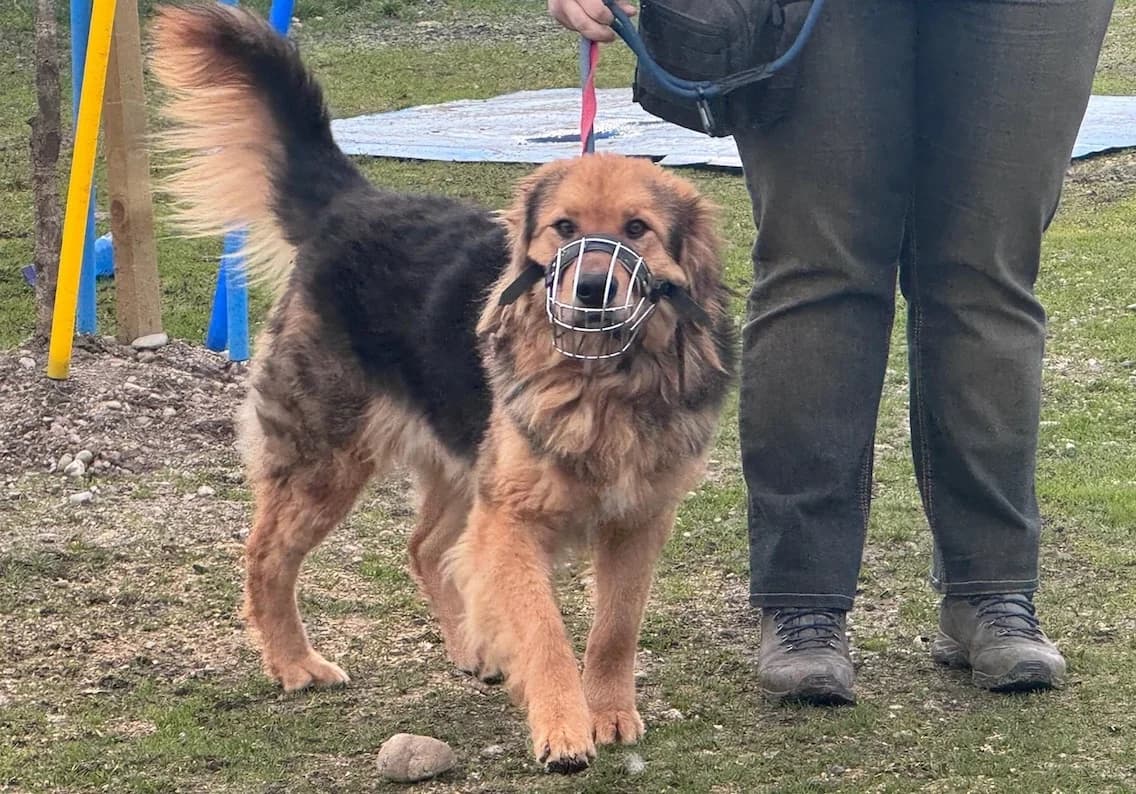 Falco, schwarz male 3yo Mixed Breed for adoption at Ein Herz für Streuner e.V., München