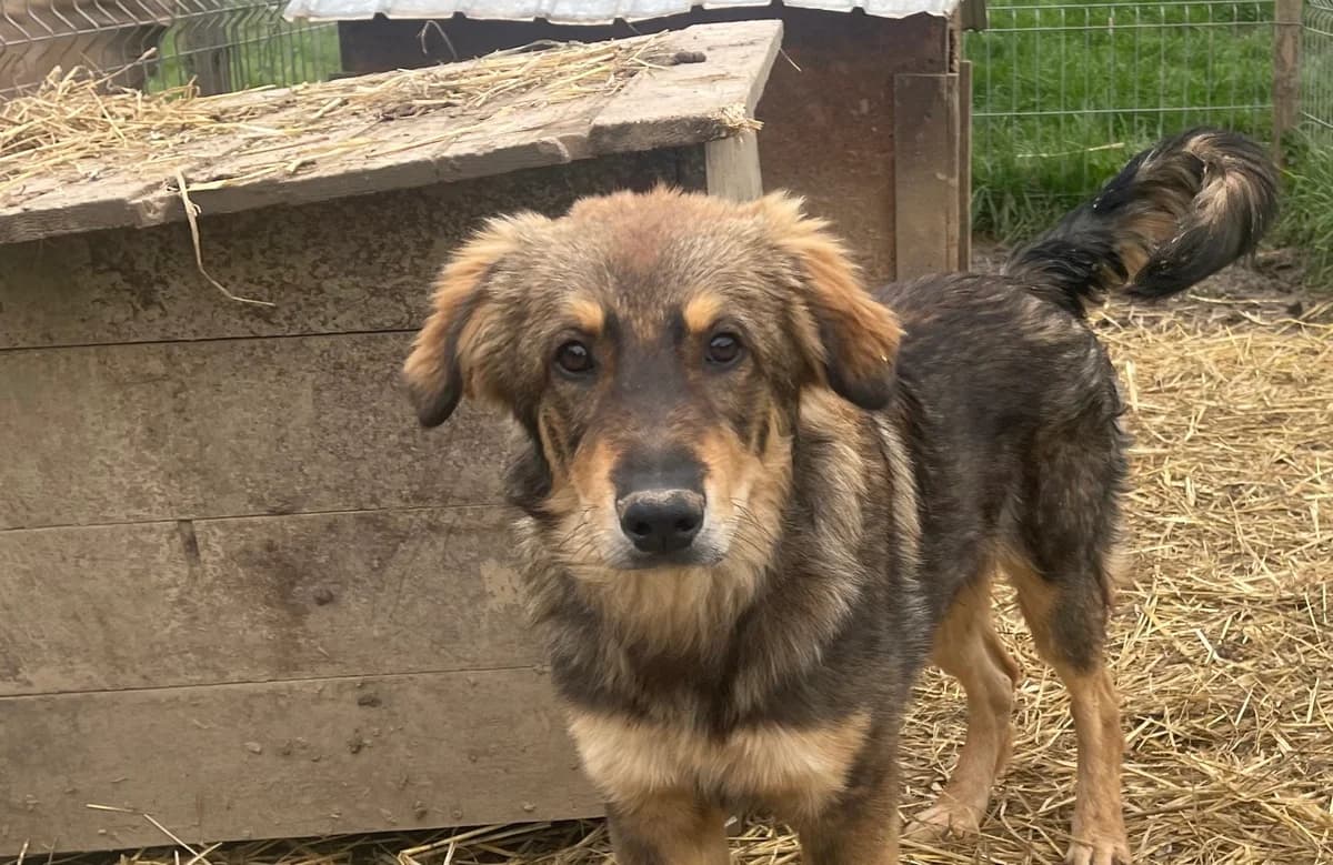 Falcon, male puppy Mixed Breed for adoption at Ein Herz für Streuner e.V., München