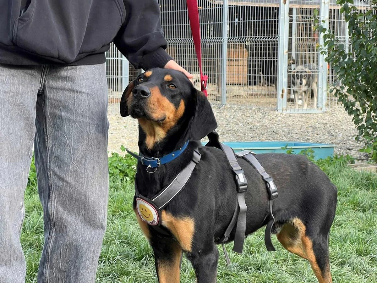 Falk, female young Mixed Breed for adoption at Ein Herz für Streuner e.V., München