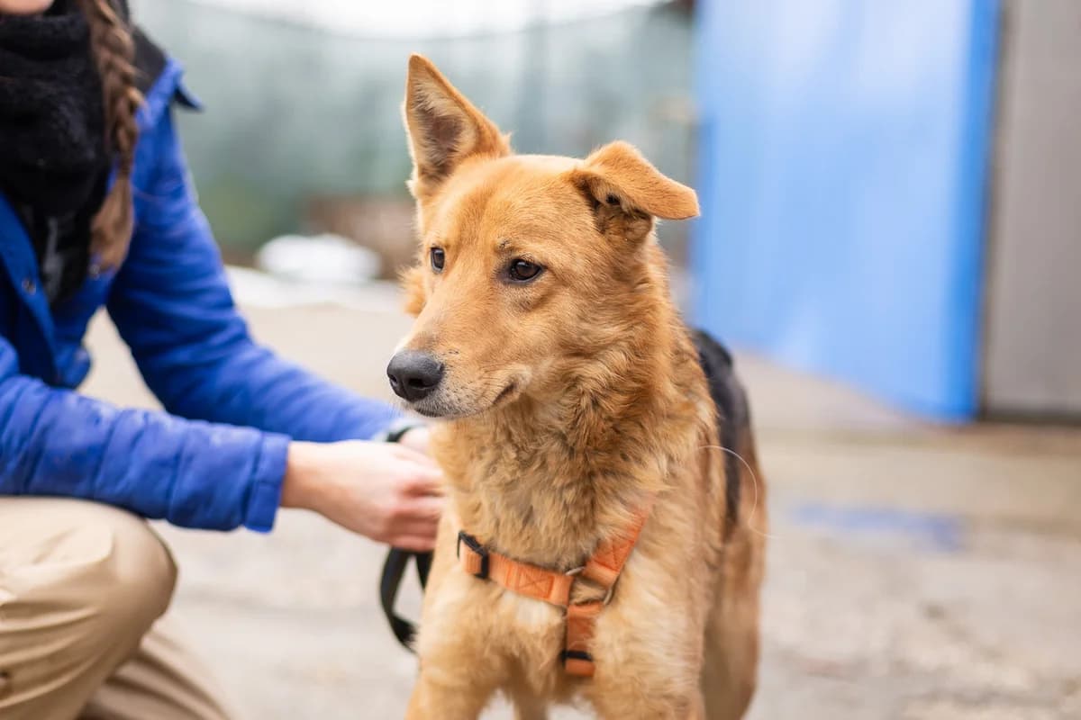 Falko, male young Mixed Breed for adoption at Ein Herz für Streuner e.V., München