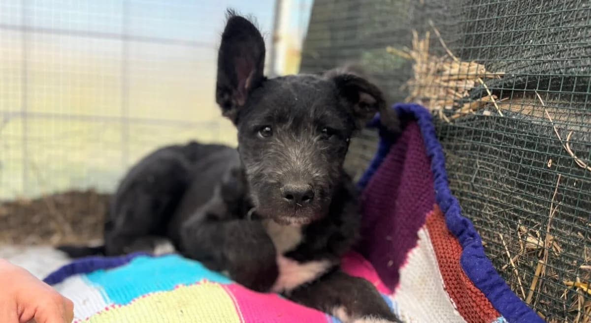 Falko, male puppy Mixed Breed for adoption at Ein Herz für Streuner e.V., München