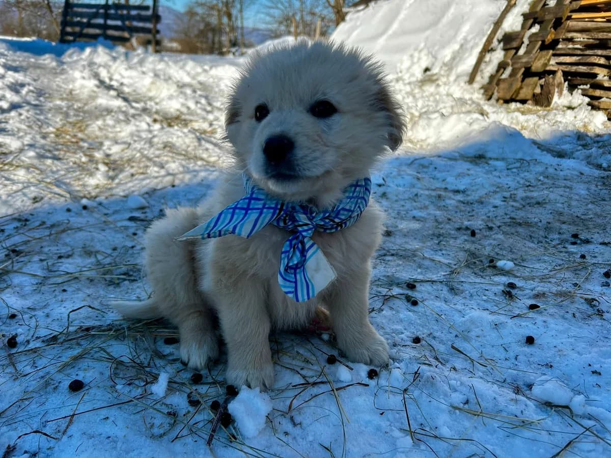 Falkor, male puppy Mixed Breed for adoption at Ein Herz für Streuner e.V., München