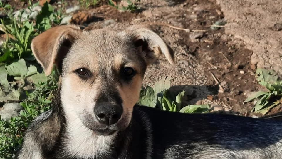 Fame, female puppy Mixed Breed for adoption at Ein Herz für Streuner e.V., München