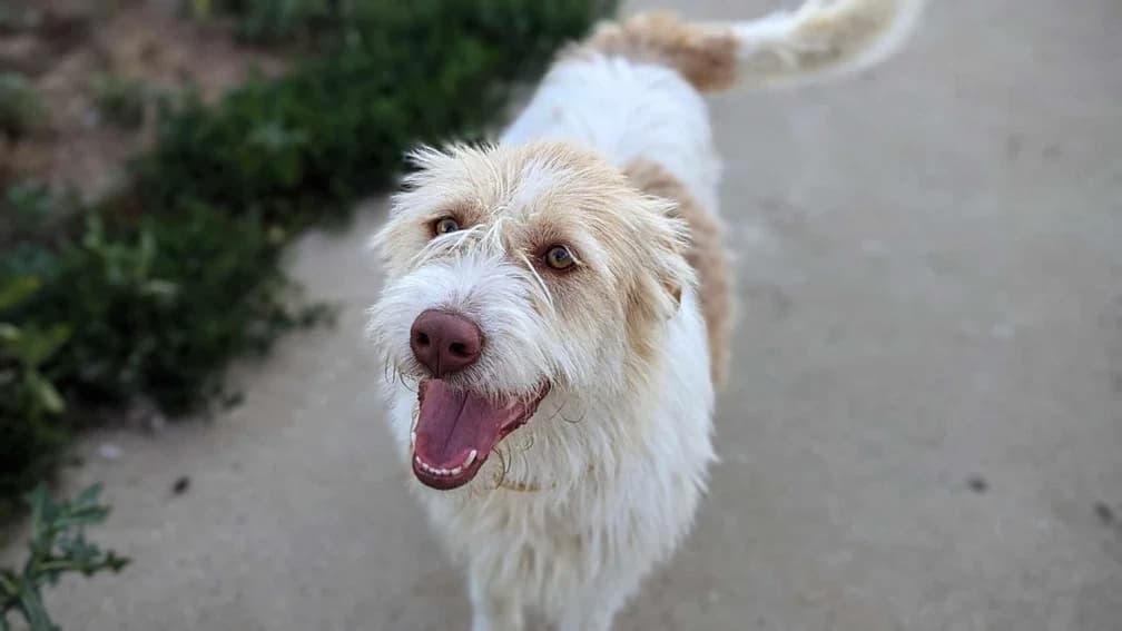 Fancy, weiß female young Mixed Breed for adoption at Ein Herz für Streuner e.V., München