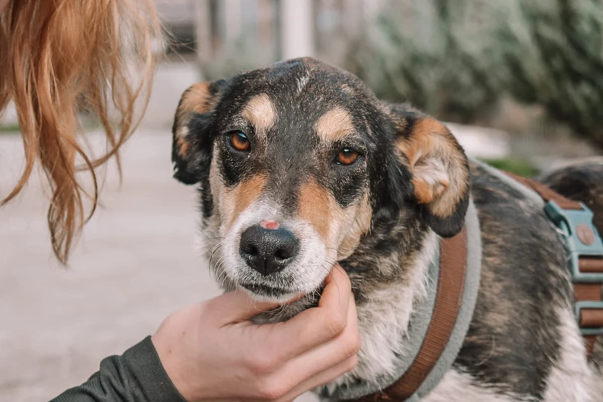 Fania, female young Mixed Breed for adoption at Ein Herz für Streuner e.V., München
