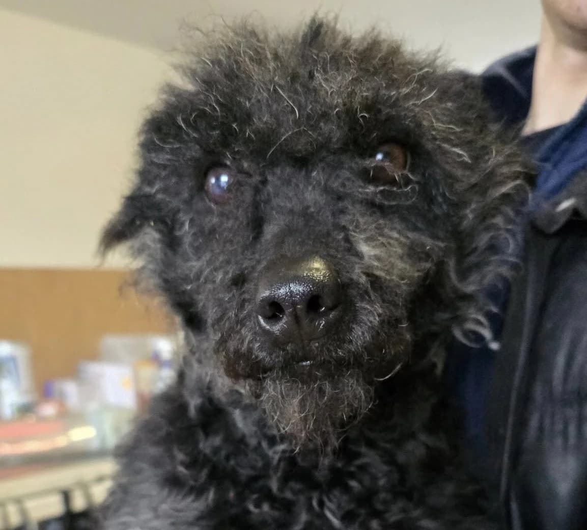 Fanni, schwarz female 7yo Mixed Breed for adoption at Ein Herz für Streuner e.V., München