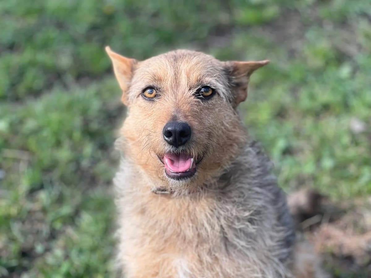 Fanny, female 5yo Mixed Breed for adoption at Ein Herz für Streuner e.V., München