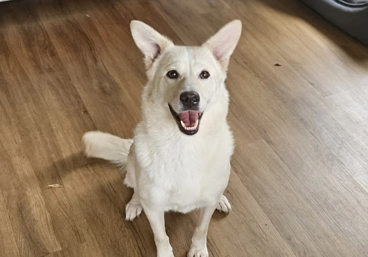 Fanny, female 7yo Mixed Breed for adoption at Ein Herz für Streuner e.V., München