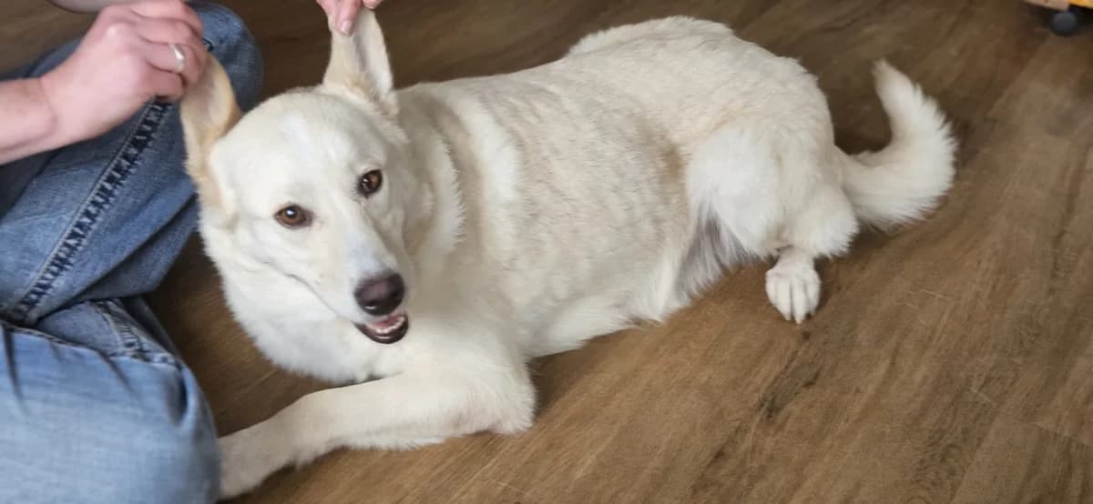 Fanny, female 7yo Mixed Breed for adoption at Ein Herz für Streuner e.V., München