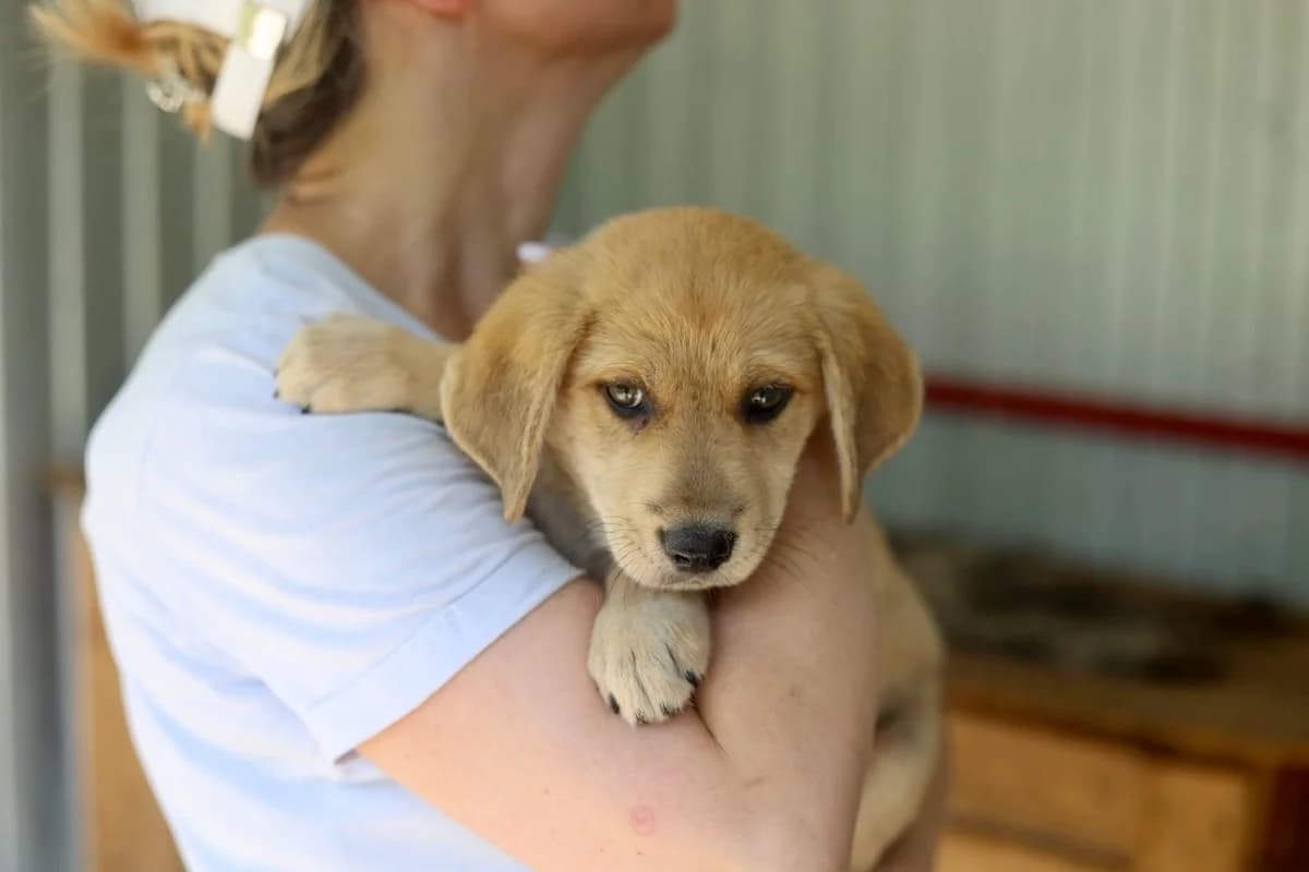 Fanny, female puppy Mixed Breed for adoption at Ein Herz für Streuner e.V., München