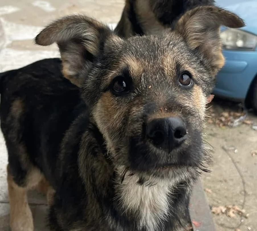 Fant, male puppy Mixed Breed for adoption at Ein Herz für Streuner e.V., München