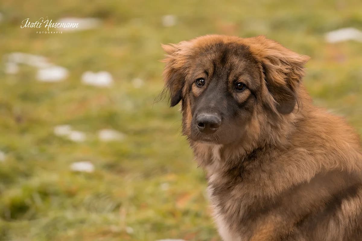 Faolan, braun male puppy Mixed Breed for adoption at Ein Herz für Streuner e.V., München