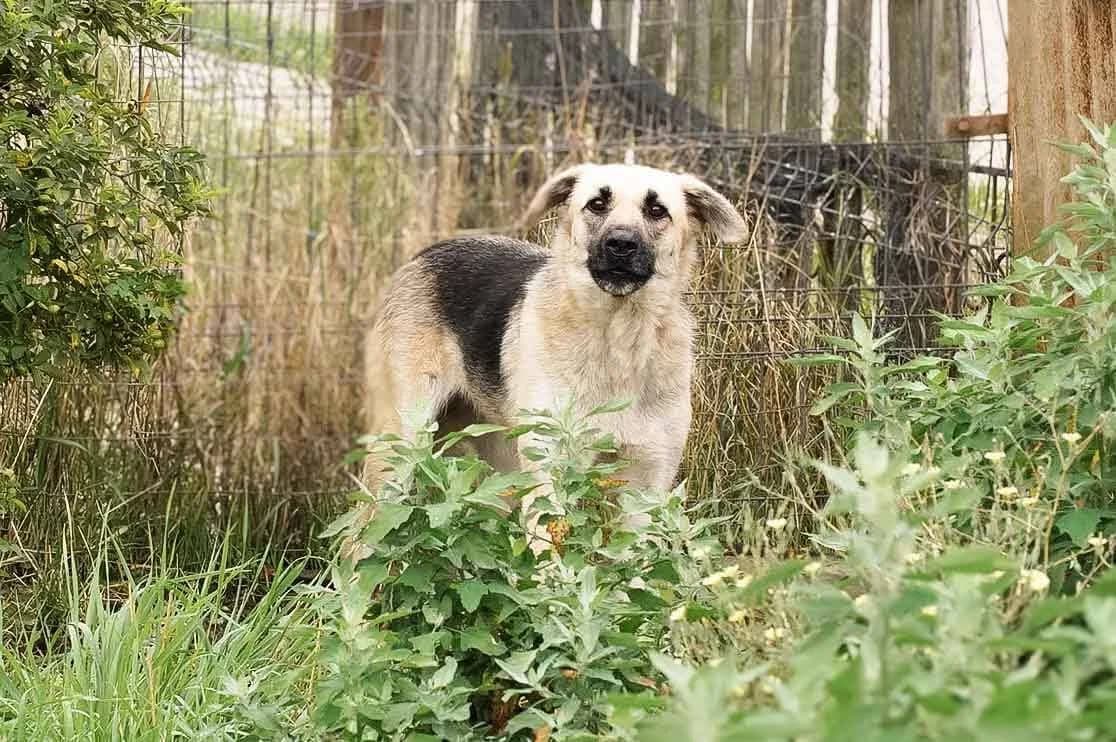 Farah, female 5yo Mixed Breed for adoption at Ein Herz für Streuner e.V., München