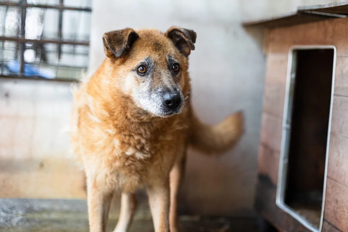 Farandi, male senior Mixed Breed for adoption at Ein Herz für Streuner e.V., München