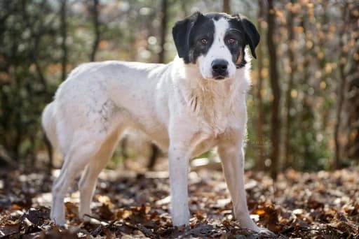 Farcha, female young Mixed Breed for adoption at Ein Herz für Streuner e.V., München