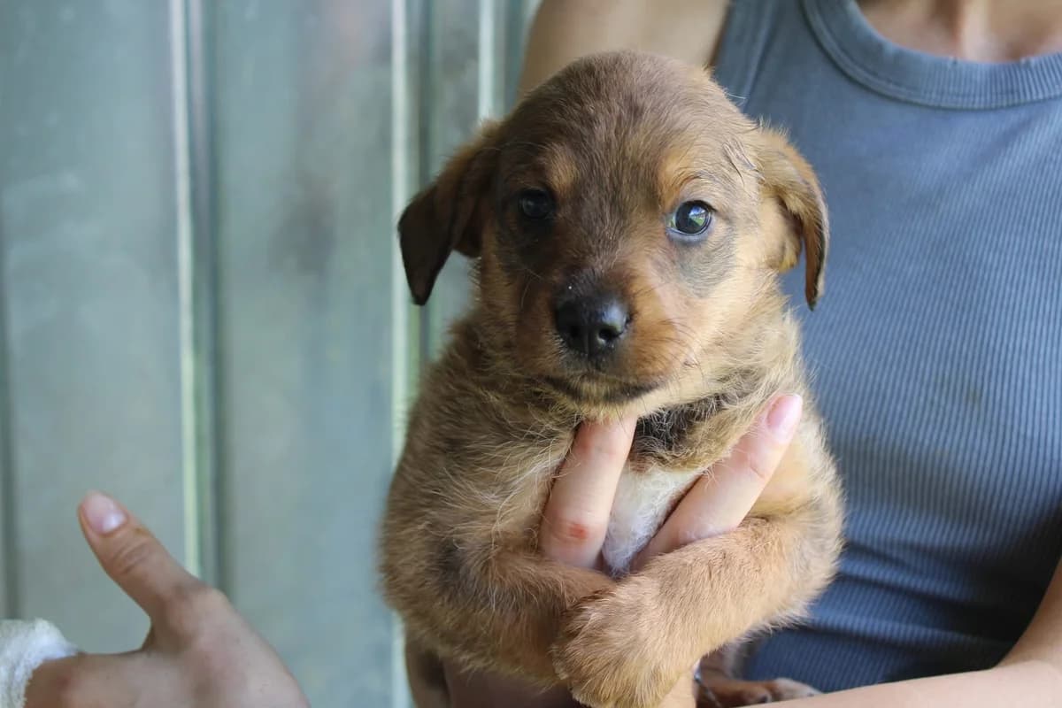 Farell, male puppy Mixed Breed for adoption at Ein Herz für Streuner e.V., München