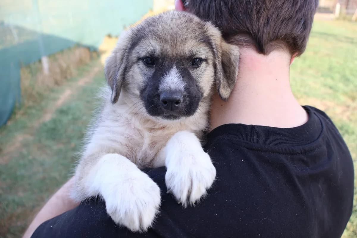 Farfalle, weiß female puppy Mixed Breed for adoption at Ein Herz für Streuner e.V., München
