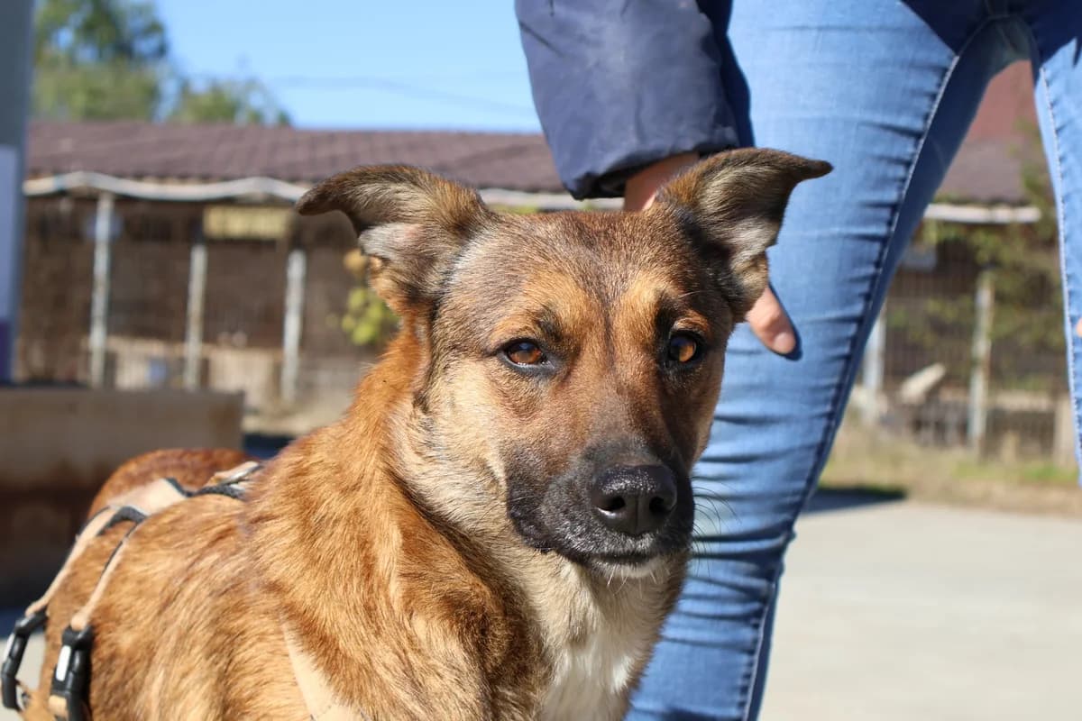 Farina, young Mixed Breed for adoption at Ein Herz für Streuner e.V., München