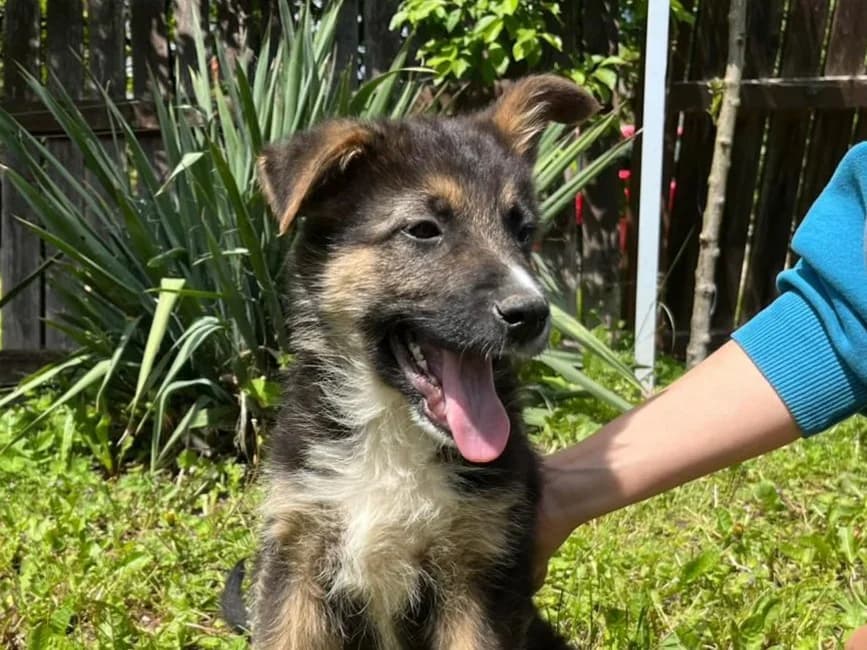 Faris, schwarz male puppy Mixed Breed for adoption at Ein Herz für Streuner e.V., München