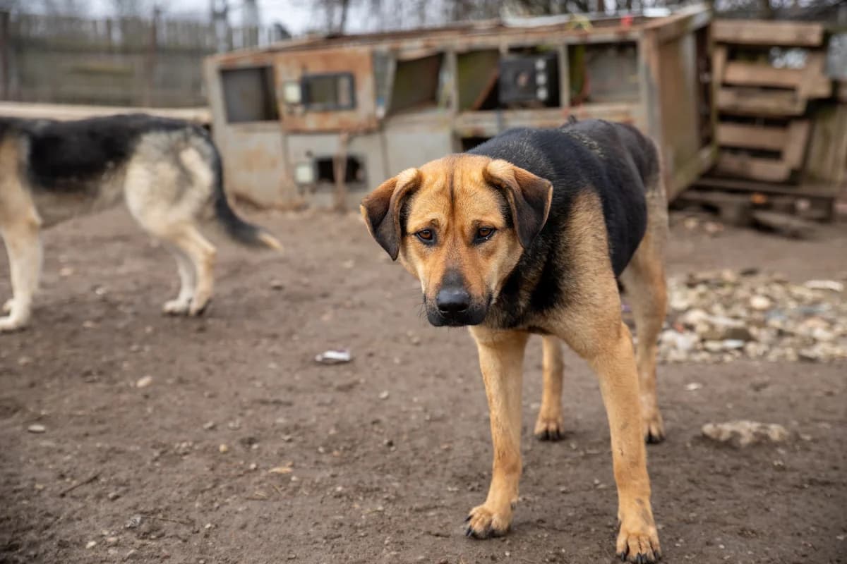 Faro, male 5yo Mixed Breed for adoption at Ein Herz für Streuner e.V., München