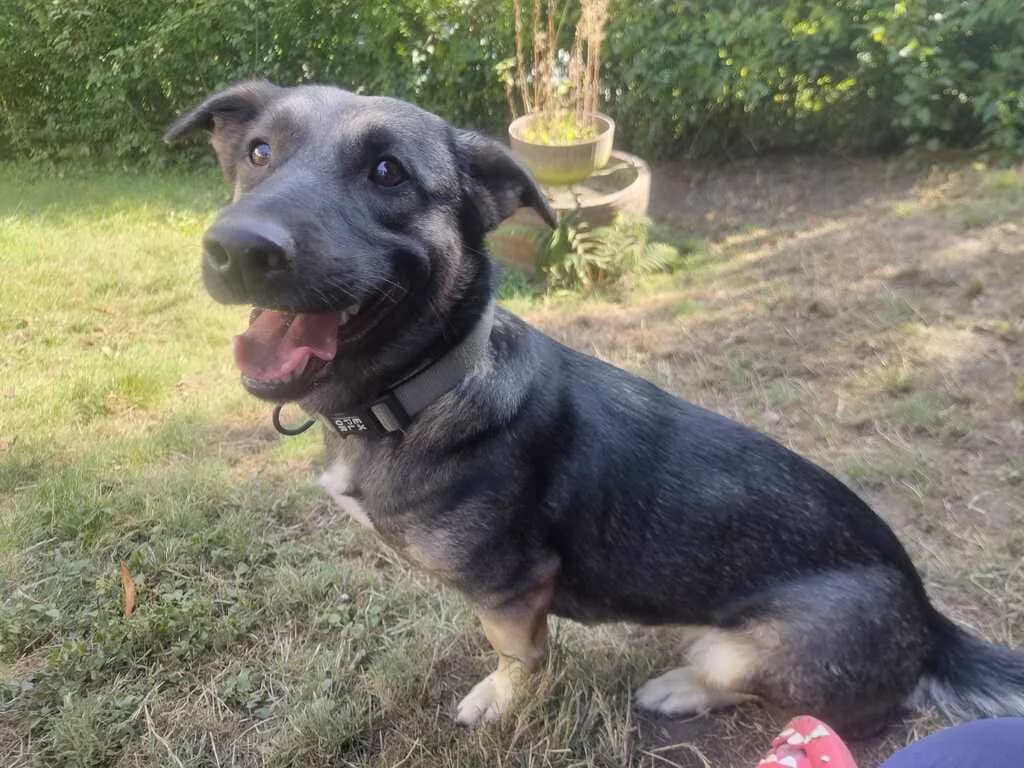 FATIMA, jetzt Tatzel, female 5yo Mixed Breed for adoption at Ein Herz für Streuner e.V., München