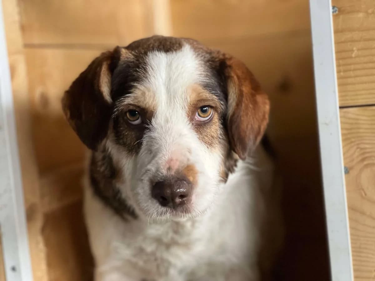 Fauna, female 3yo Mixed Breed for adoption at Ein Herz für Streuner e.V., München