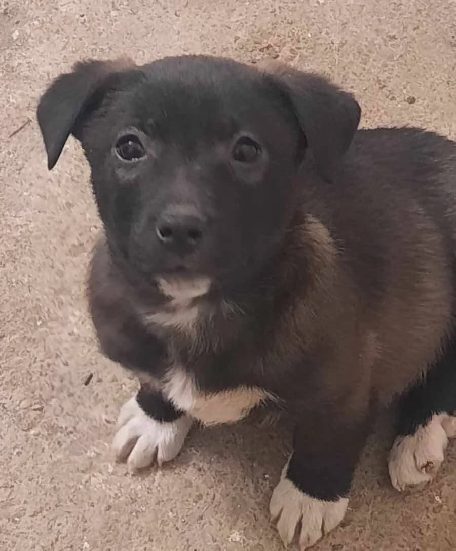 Fawkes, weiß male puppy Mixed Breed for adoption at Ein Herz für Streuner e.V., München