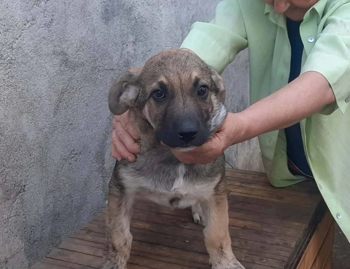 Fawkes, grau male puppy Mixed Breed for adoption at Ein Herz für Streuner e.V., München