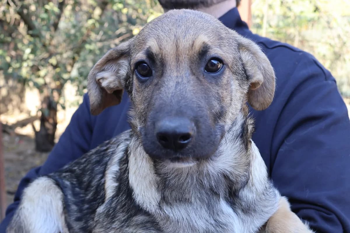 Fawkes, grau male puppy Mixed Breed for adoption at Ein Herz für Streuner e.V., München