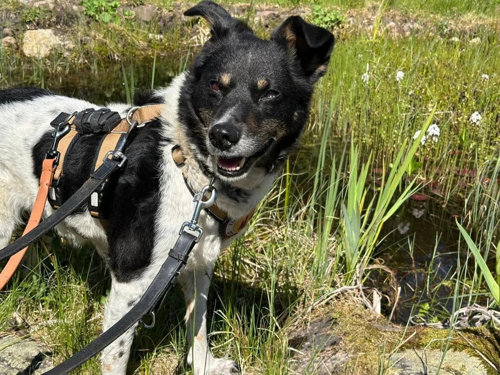 Faxa, schwarz female senior Mixed Breed for adoption at Ein Herz für Streuner e.V., München