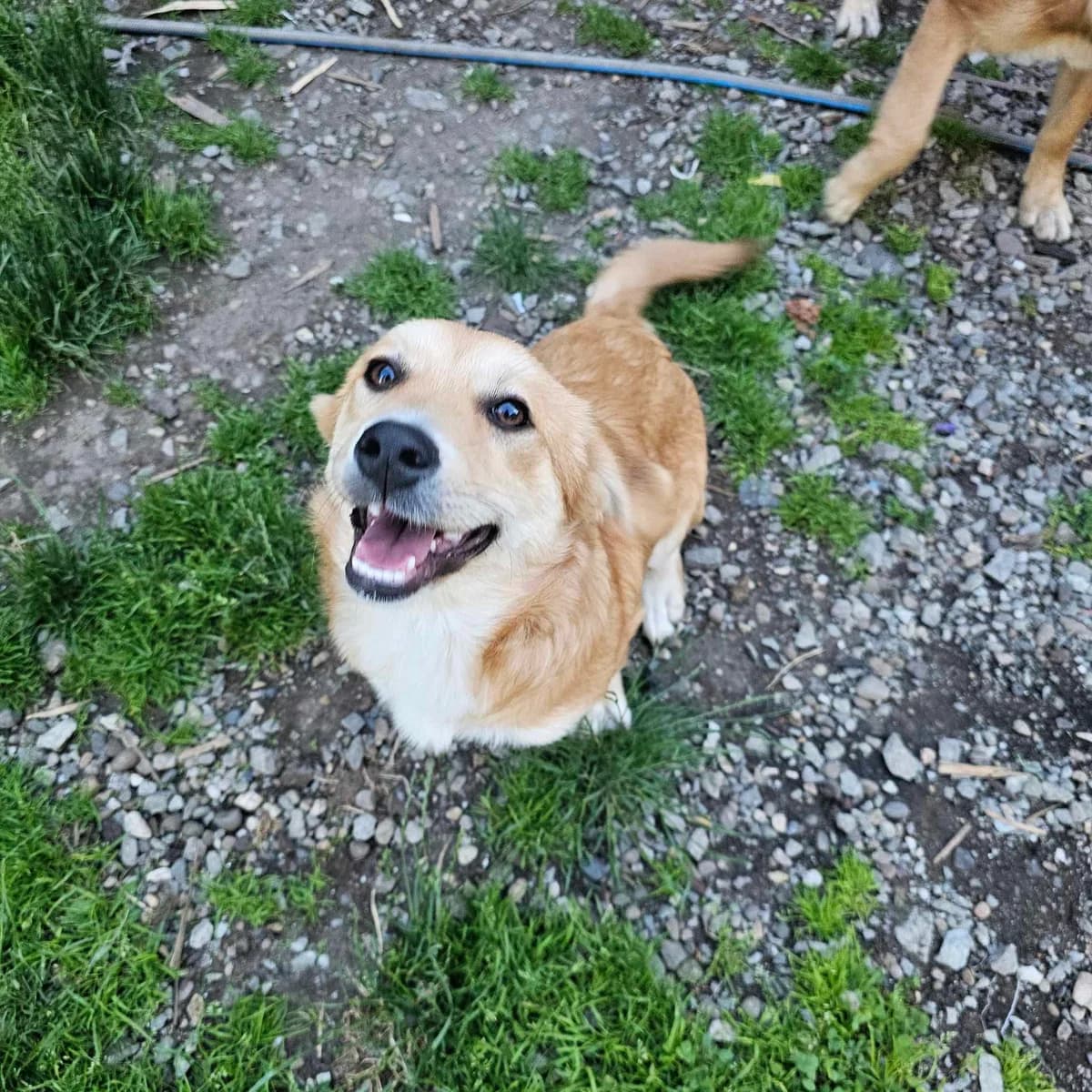 Fay, female puppy Mixed Breed for adoption at Ein Herz für Streuner e.V., München