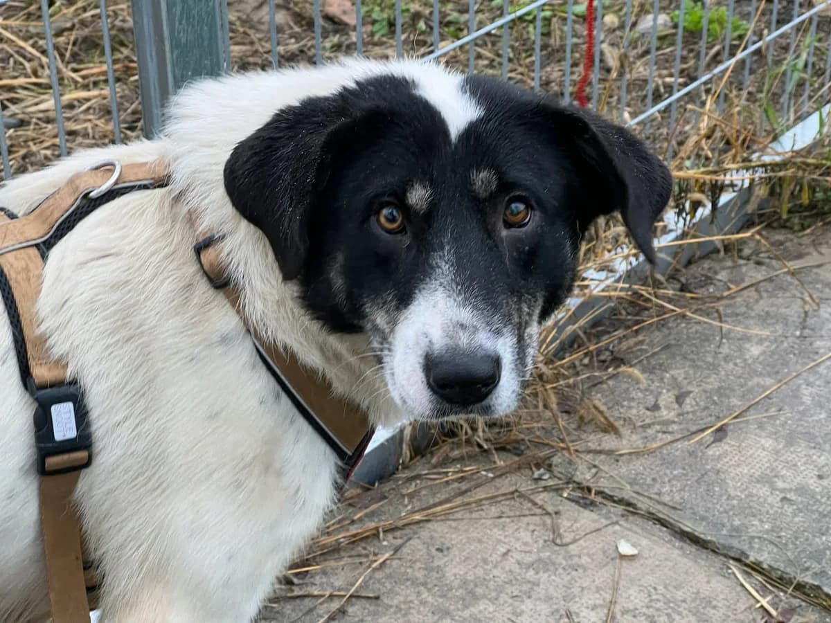 Fay, female 3yo Mixed Breed for adoption at Ein Herz für Streuner e.V., München