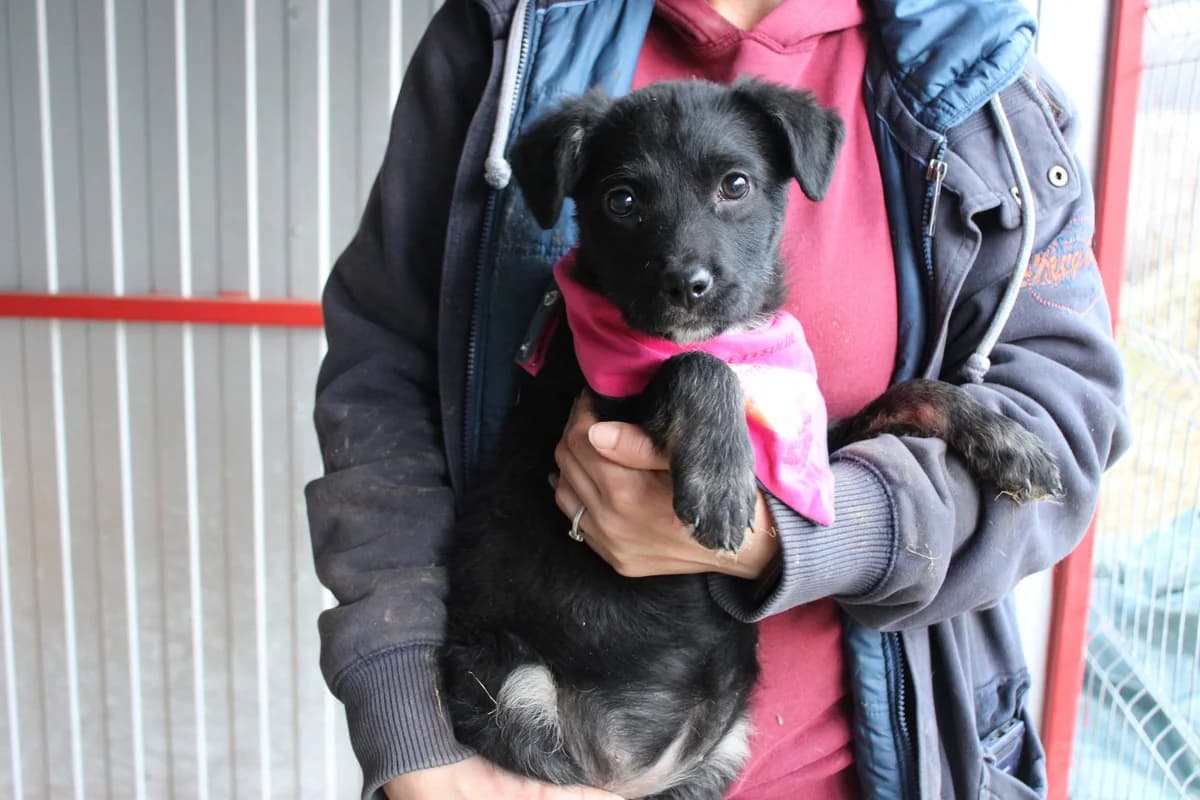 Faye, weiß female puppy Mixed Breed for adoption at Ein Herz für Streuner e.V., München