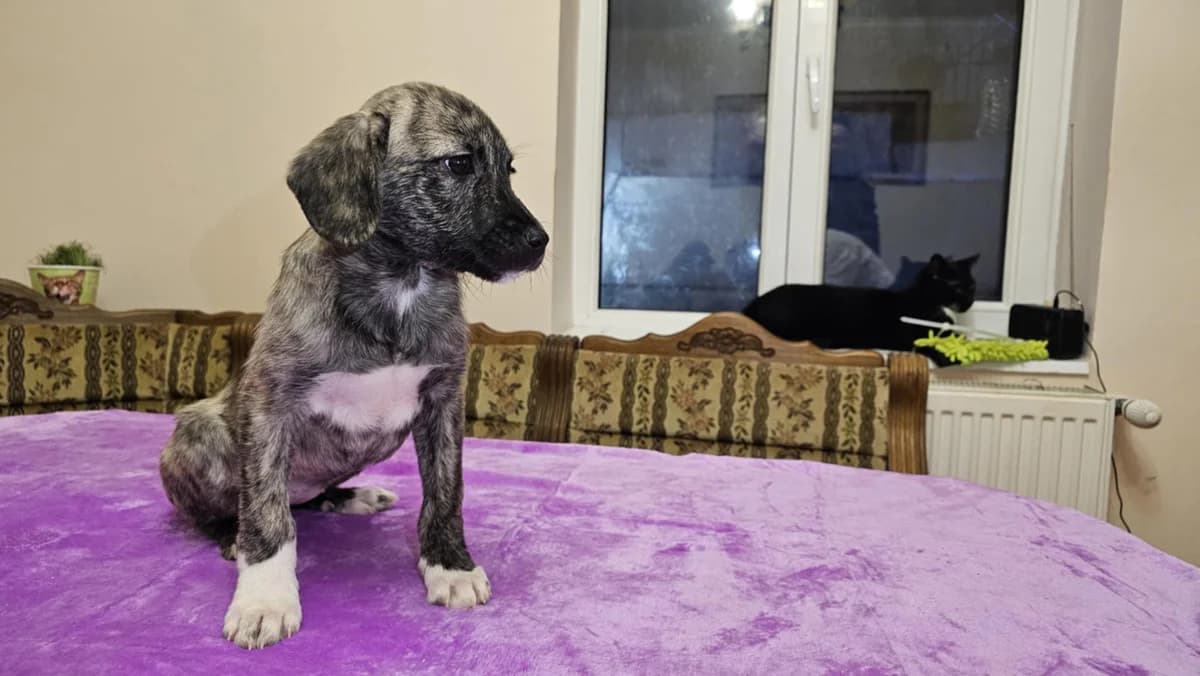 Faye, puppy Mixed Breed for adoption at Ein Herz für Streuner e.V., München
