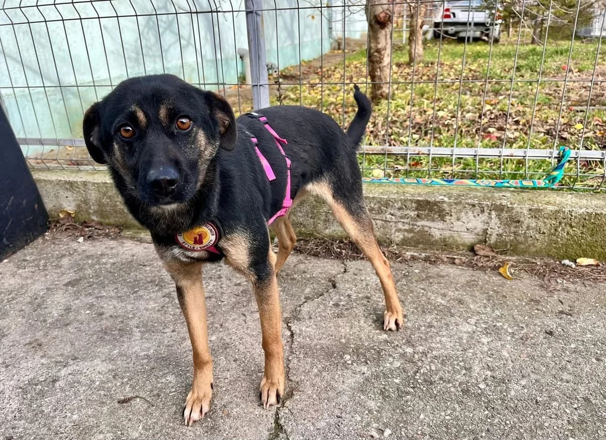 FéA, female 5yo Mixed Breed for adoption at Ein Herz für Streuner e.V., München