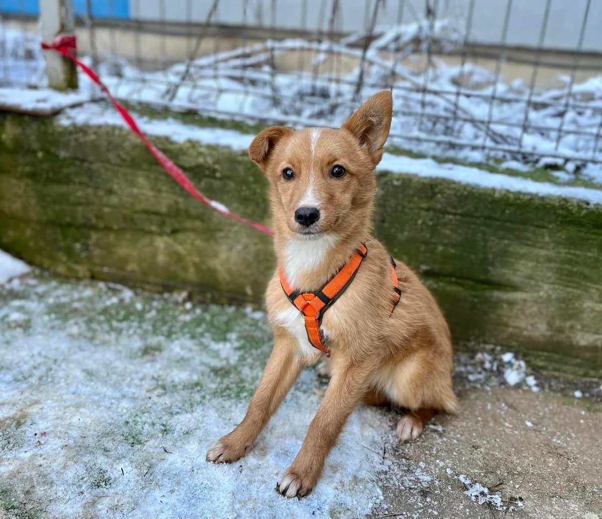 Fee, weiß female puppy Mixed Breed for adoption at Ein Herz für Streuner e.V., München