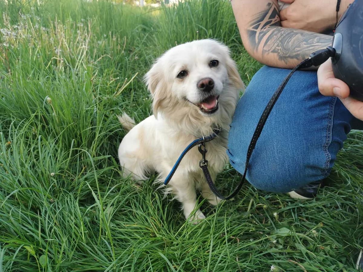 Fee, female young Mixed Breed for adoption at Ein Herz für Streuner e.V., München
