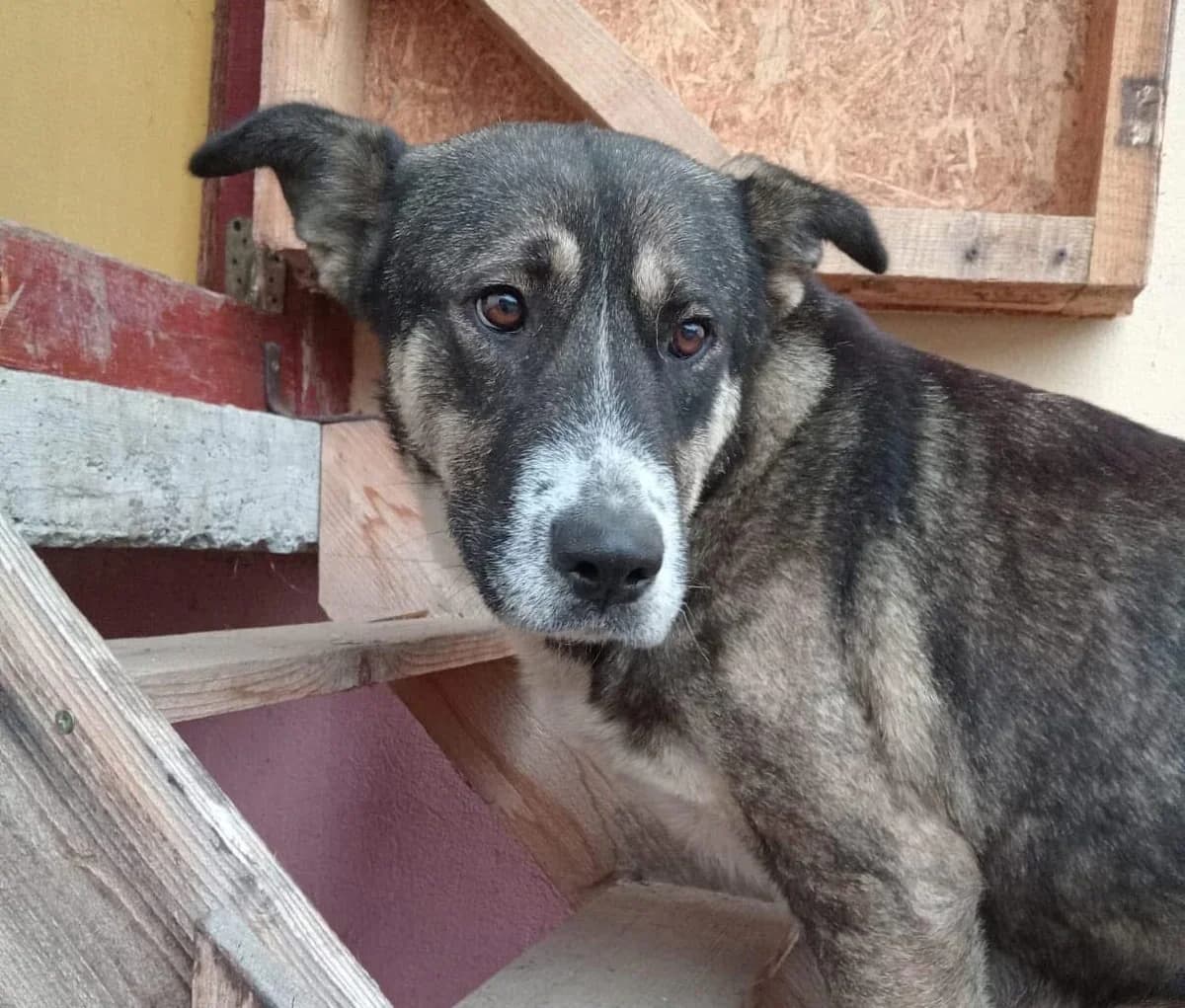 Fee, female 7yo Mixed Breed for adoption at Ein Herz für Streuner e.V., München