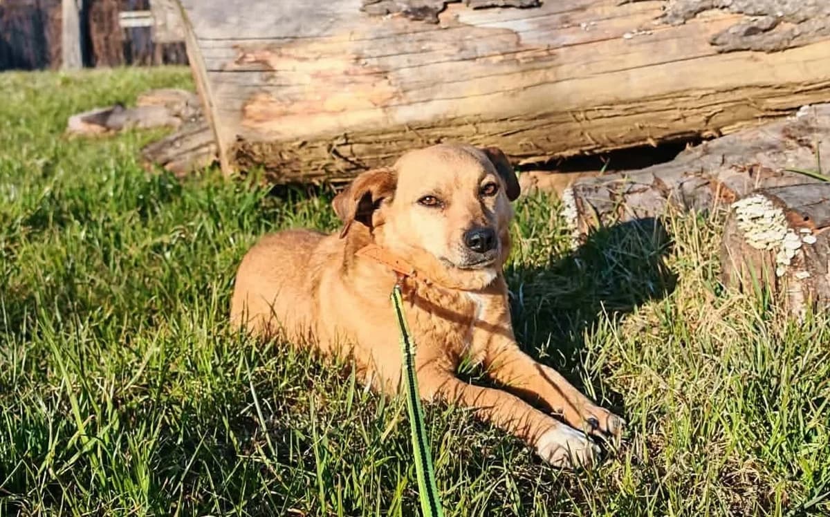 Fee, female 3yo Mixed Breed for adoption at Ein Herz für Streuner e.V., München