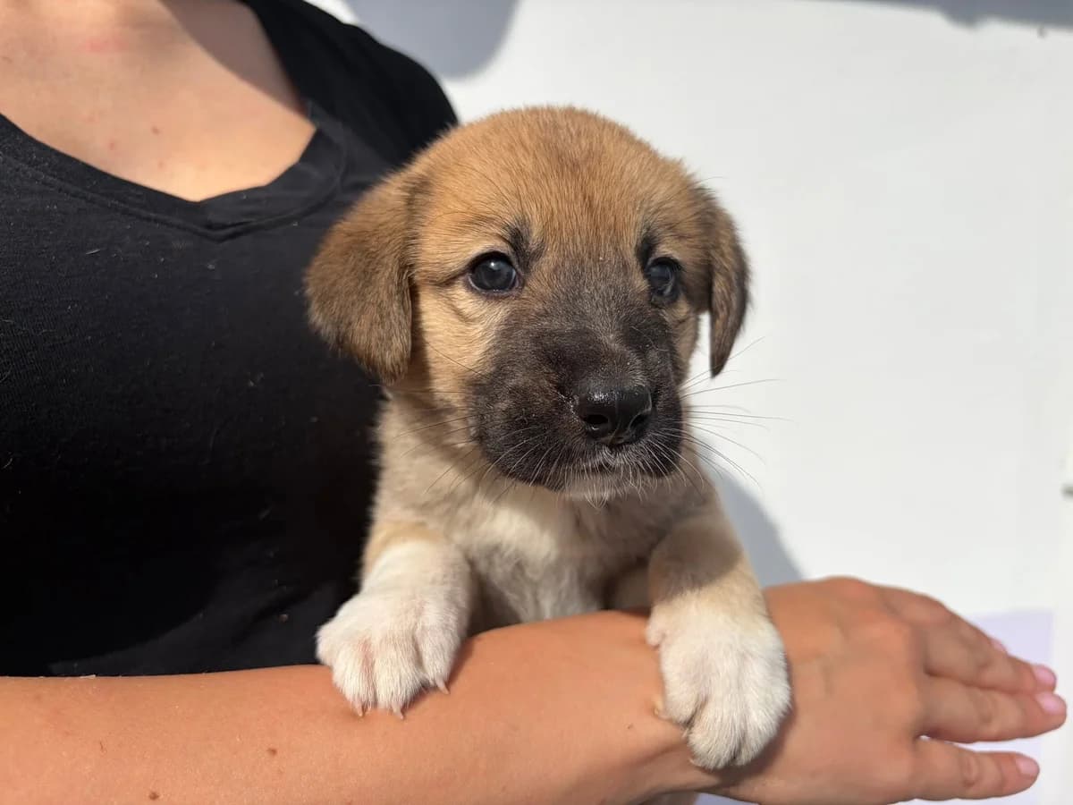 Feely, weiß female puppy Mixed Breed for adoption at Ein Herz für Streuner e.V., München