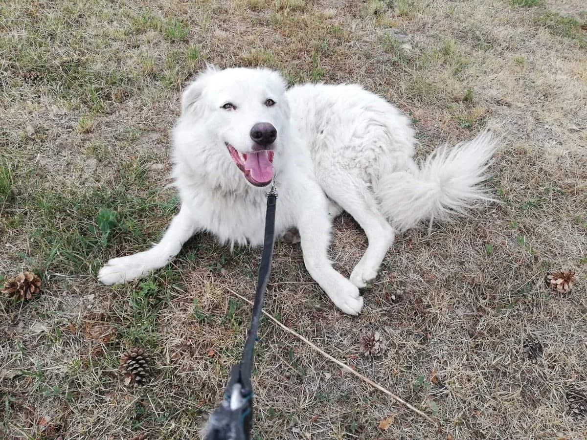Fehu, male 5yo Mixed Breed for adoption at Ein Herz für Streuner e.V., München