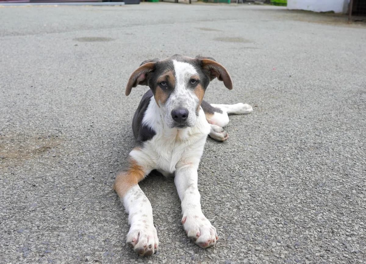 Feivel, braun male puppy Mixed Breed for adoption at Ein Herz für Streuner e.V., München