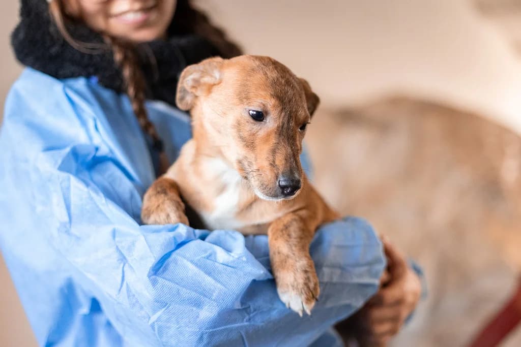 Feli, female puppy Mixed Breed for adoption at Ein Herz für Streuner e.V., München