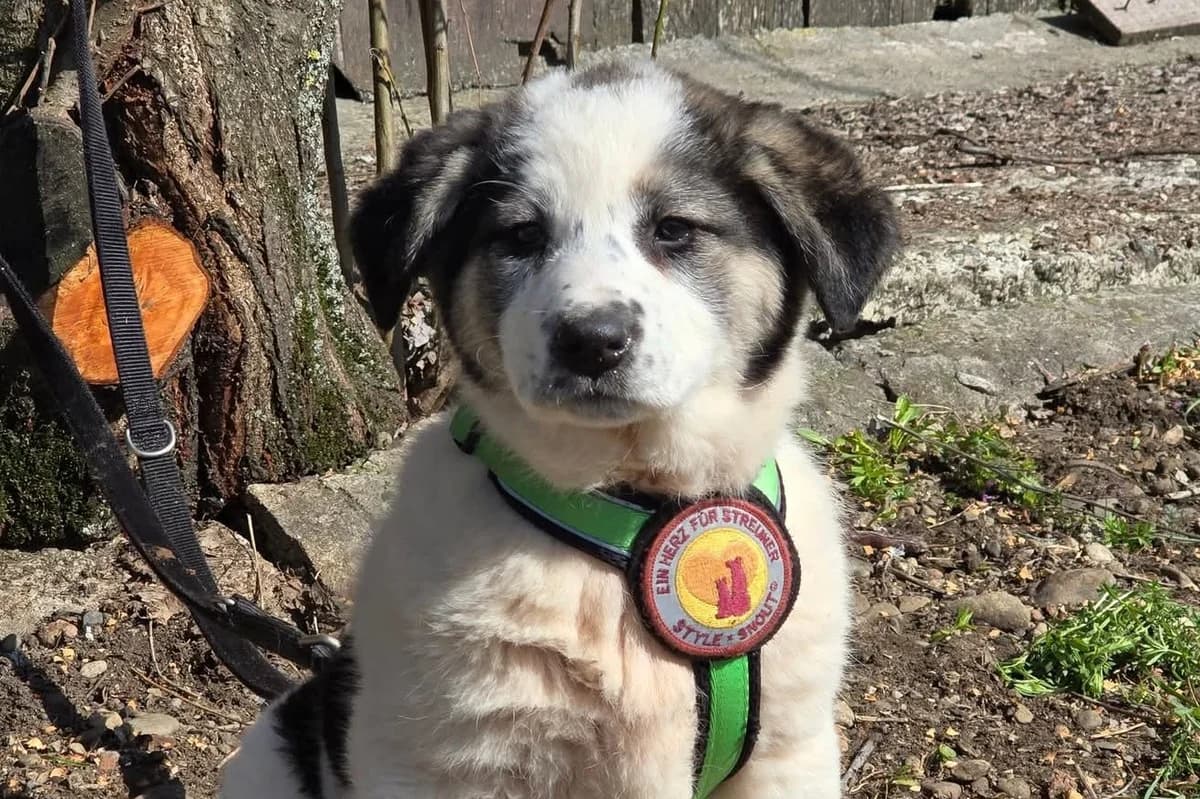 FéLi, female puppy Mixed Breed for adoption at Ein Herz für Streuner e.V., München