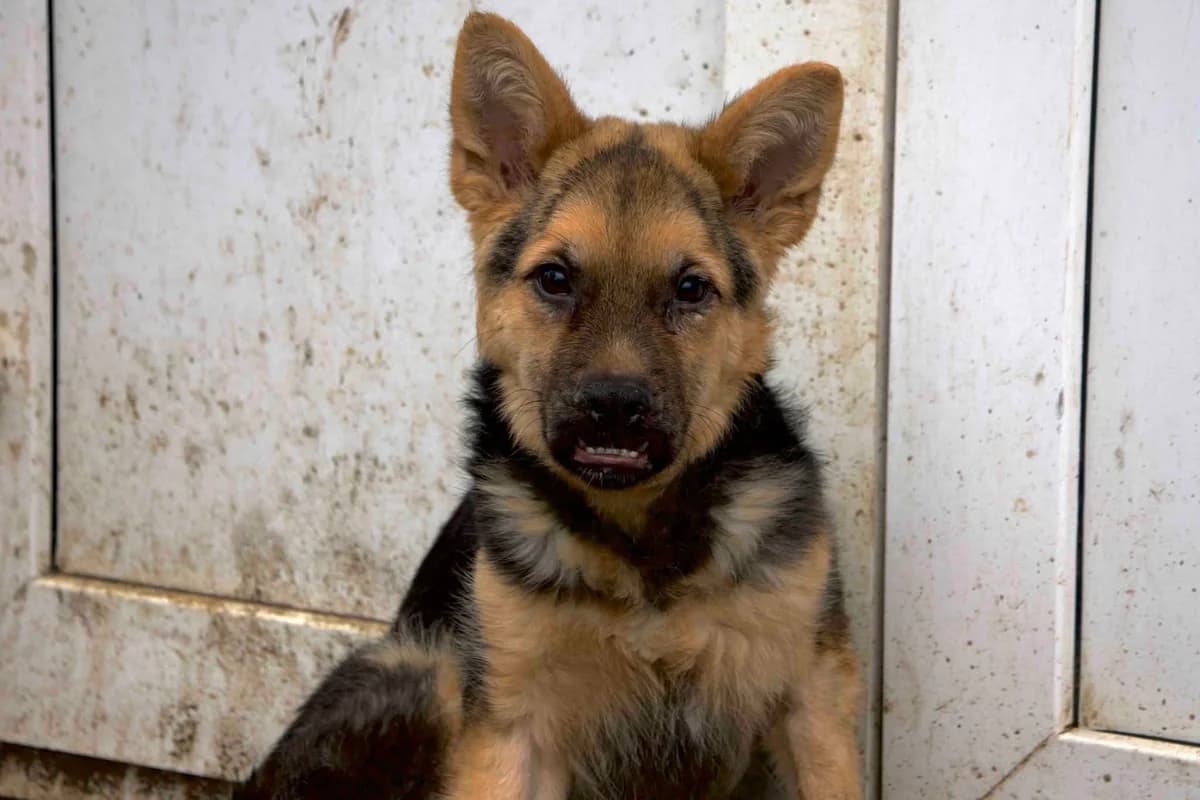 Feli, female puppy Mixed Breed for adoption at Ein Herz für Streuner e.V., München
