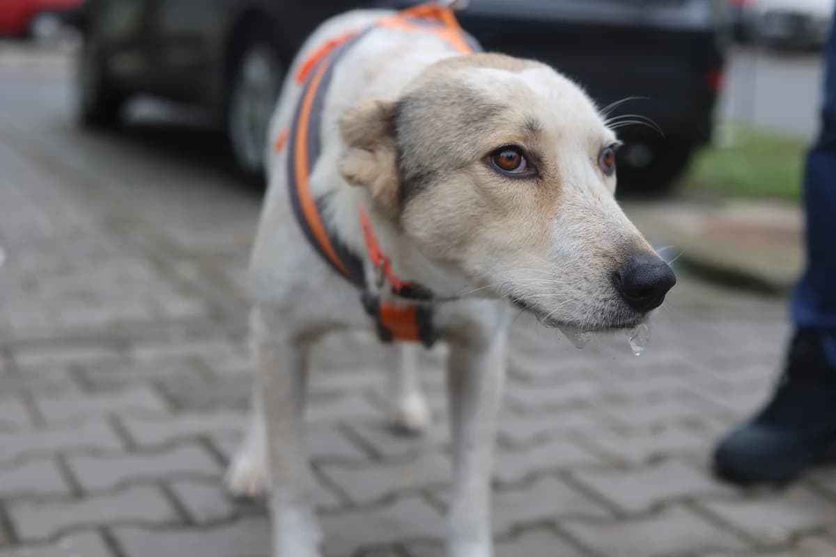 Felice, female young Mixed Breed for adoption at Ein Herz für Streuner e.V., München