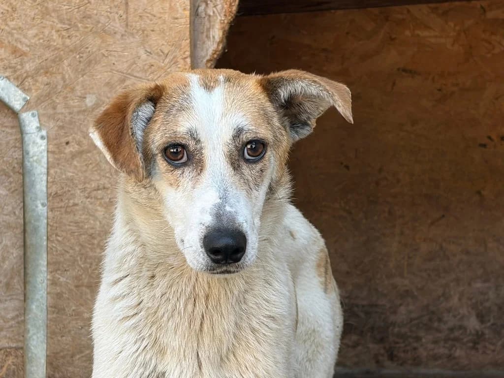 Felicia, weiß female young Mixed Breed for adoption at Ein Herz für Streuner e.V., München