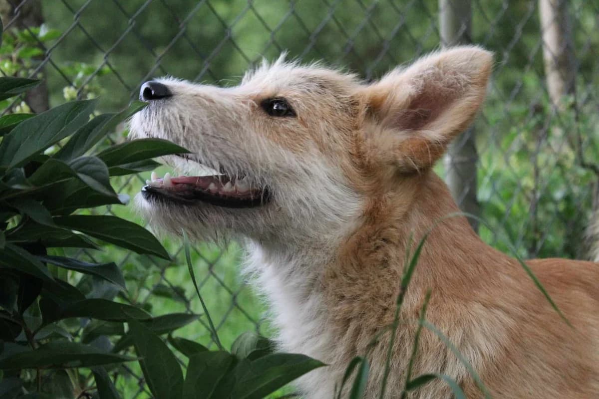 Felicitas, female puppy Mixed Breed for adoption at Ein Herz für Streuner e.V., München