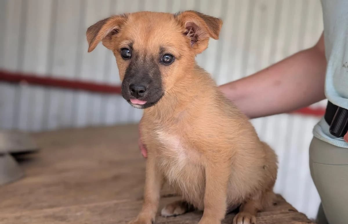 Felicitas, female puppy Mixed Breed for adoption at Ein Herz für Streuner e.V., München