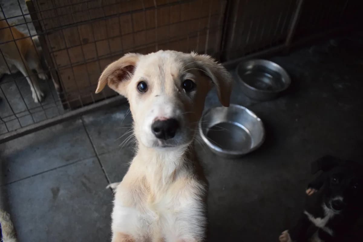 Felina, female puppy Mixed Breed for adoption at Ein Herz für Streuner e.V., München